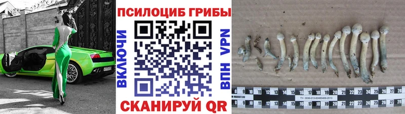 Купить  Таганрог  Галлюциногенные грибы Psilocybe 
